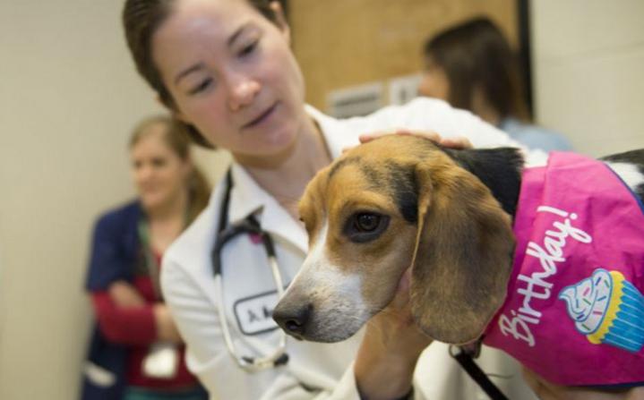 Beagle With Rare Heart Condition Lives To Celebrate First Birthday!