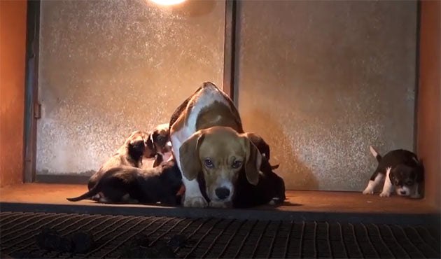 Beagle Rescued From A Puppy Mill Experiences Love For The First Time!