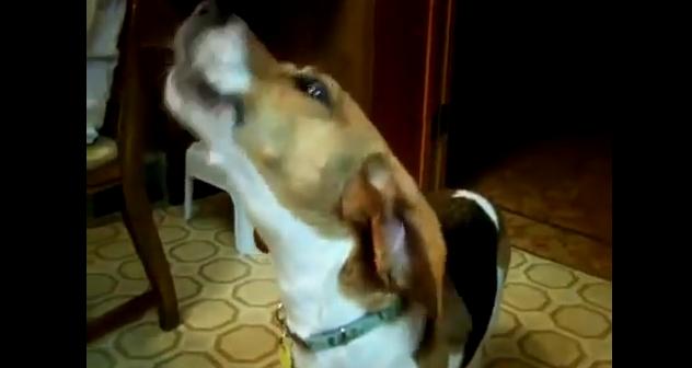 A Wolf In Beagle’s Body? This Beagle Is Howling And Singing Exactly Like A Wolf!