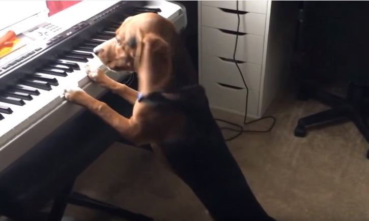 This Beagle Is Not Named Mozart…But It Should Be! Wait Until You See WHY!