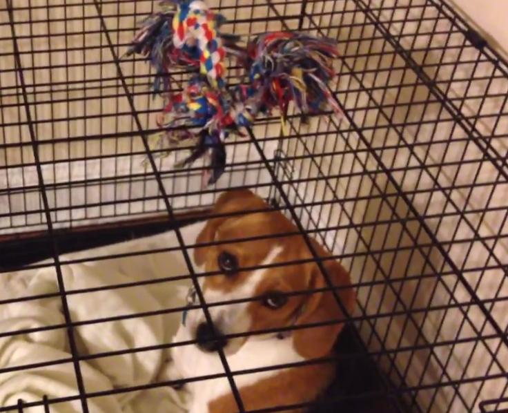 Beagle Just Can't Reach Her Toy, But She Isn’t Stopping Till She Reaches It!