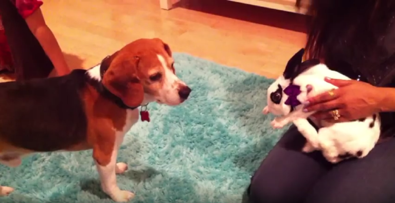 Cute Video: Beagle Meets The Easter Bunny!