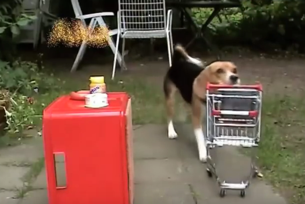 These Beagles Are Two Of The Most Talented Dogs I've Ever Seen!