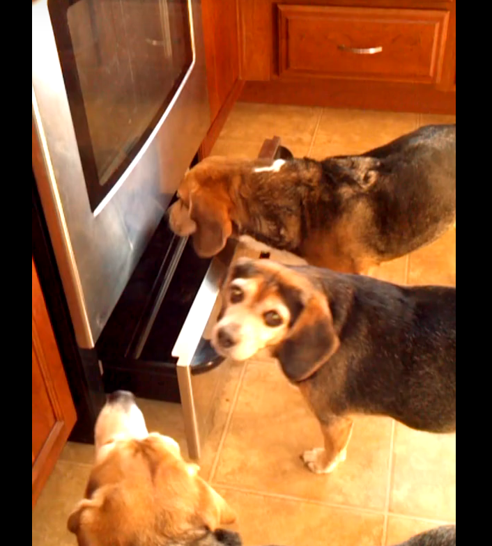 Four Beagles Try To Break Into OVEN To Steal Christmas Ham!