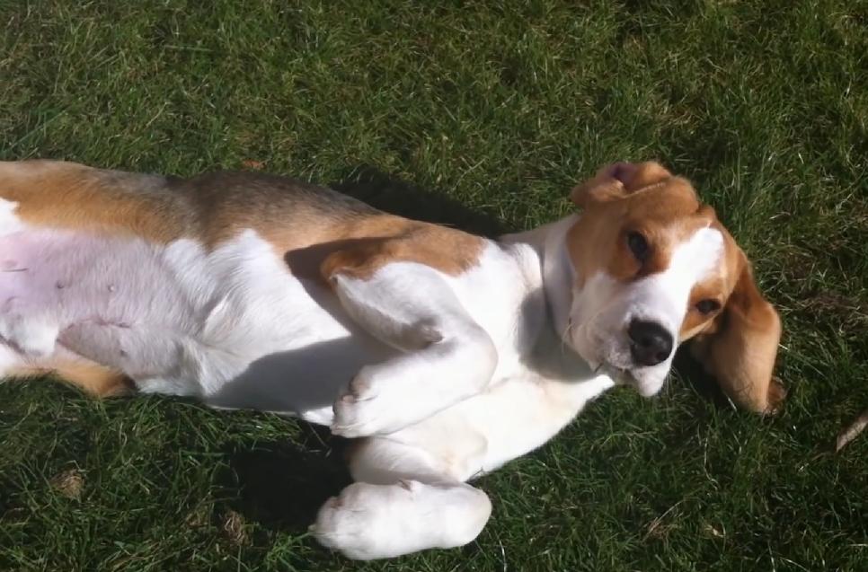 What To Expect When You Get Yourself A Beagle?