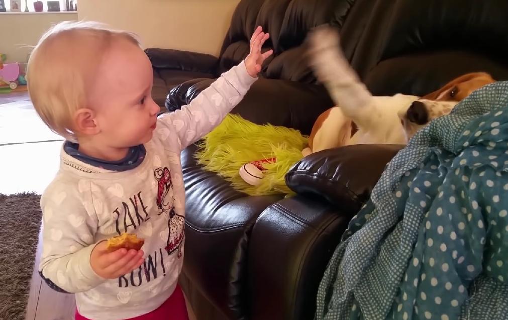 This Will Melt Your Heart! This Baby Learned How To Do High Five With A Beagle!