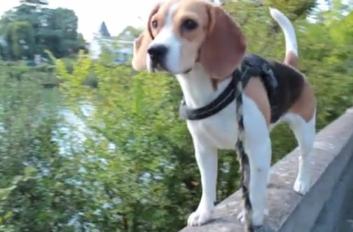 This Video Shows That Beagles Can Easily Do Parkour!
