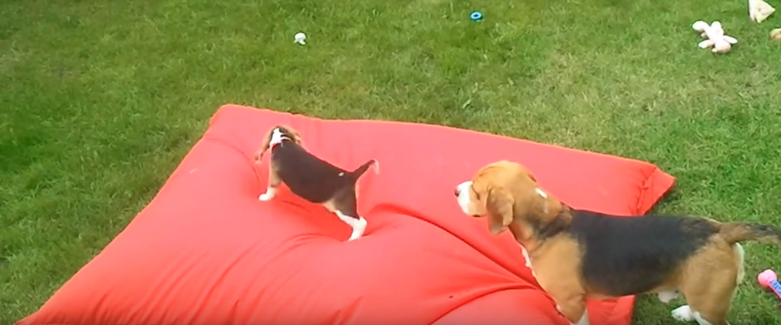 Two Beagles + One Big Red Inflatable Pillow = Greatest Day Ever!