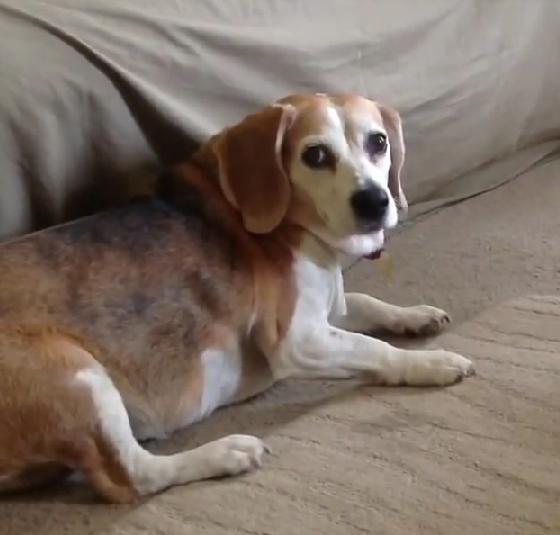 Gorgeous Beagle Is Barking at Popcorn and Acting Funny!