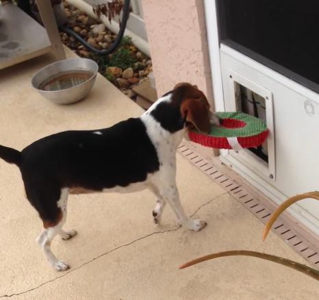 This Beagle Might Just Be The Smartest Dog In The World!