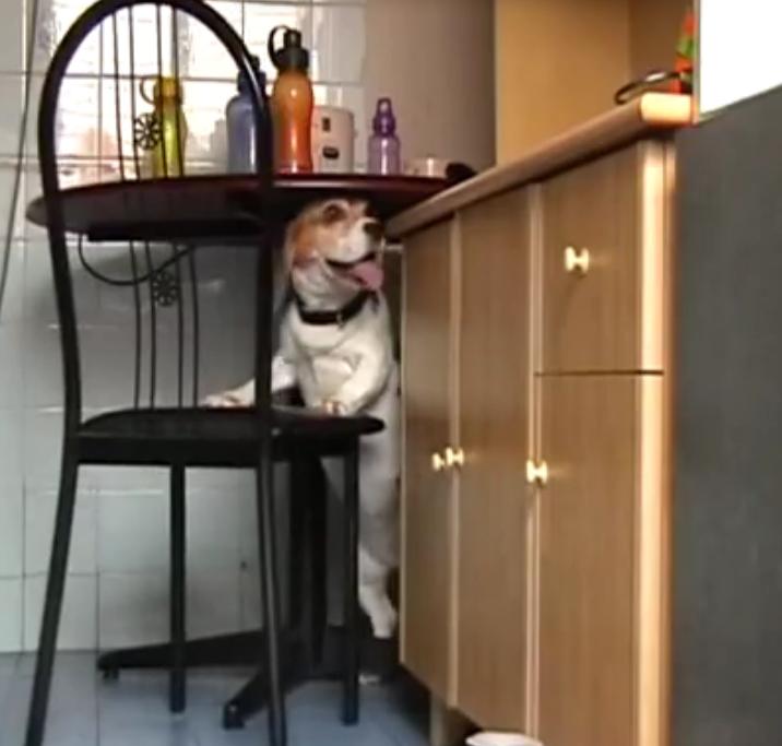 This Beagle Is Stealing Food Like A Pro!