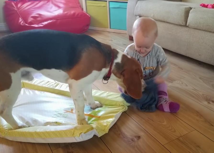 This Beagle Should Be An Example Of How Babysitters Should Act Around Babies!