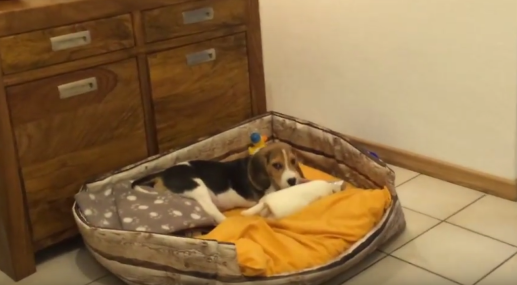 Adorable Ten Week Old Beagle Steals Snack And Watch What Happens NEXT!