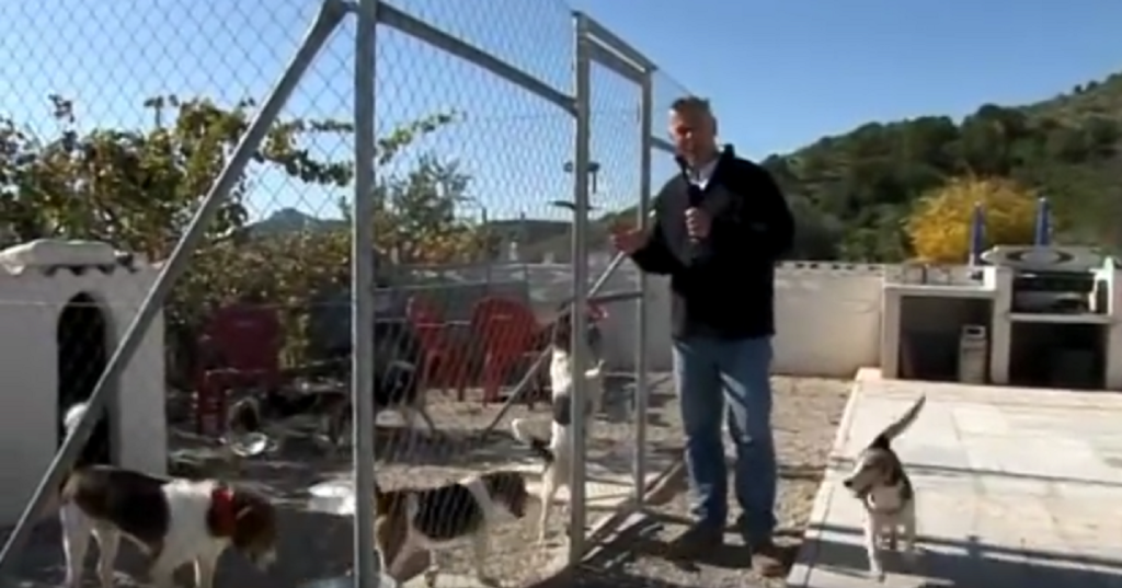 Group Of Beagles Is Rescued From Certain Death