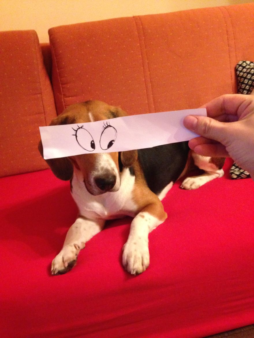 This Beagle And The Funny Eye Illustrations That His Human Did Will Make Your Day!