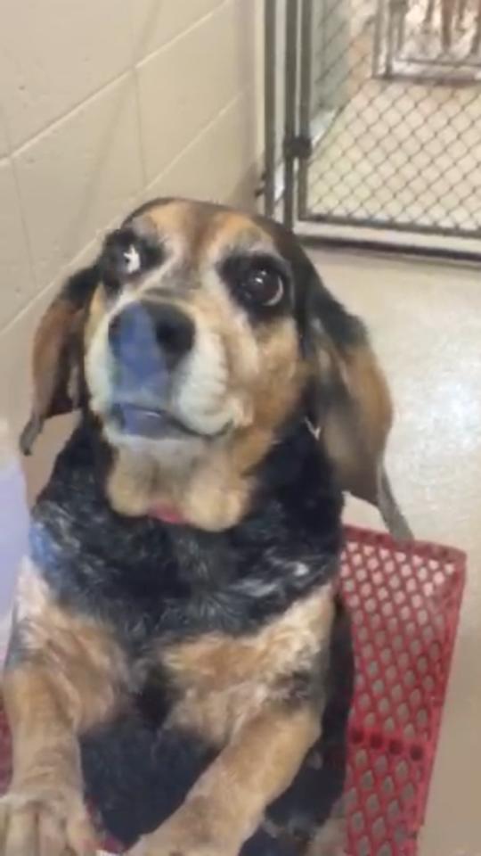 Woman Tells Animal Shelter To Kill Her Beagle And What Happens Next Will Break Your Heart!