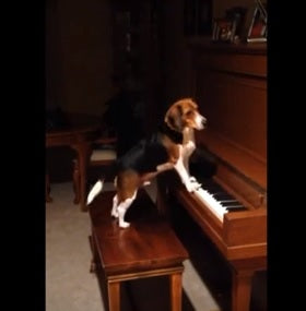 This Beagle Is Playing The Piano All By Himself!