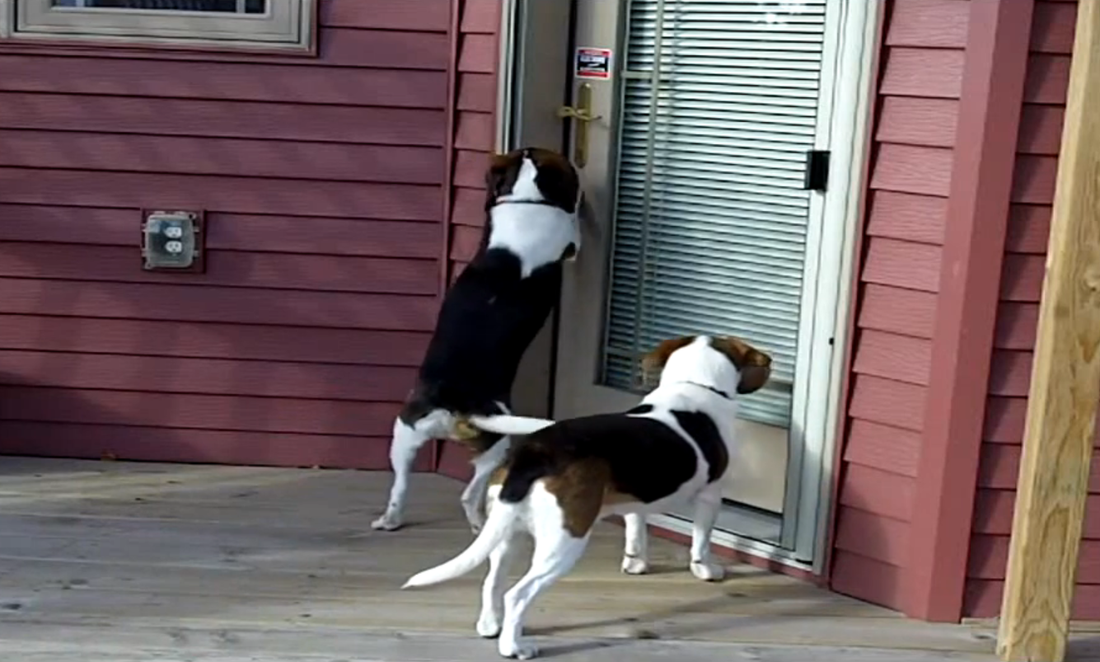 These Two Beagles Want In NOW!