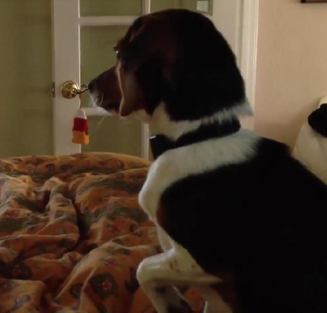 This Beagle Puppy Has The Cutest Reaction To His Reflection In The Mirror!