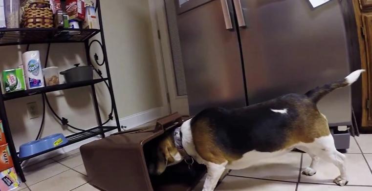 Beagle Versus The Trash Can!