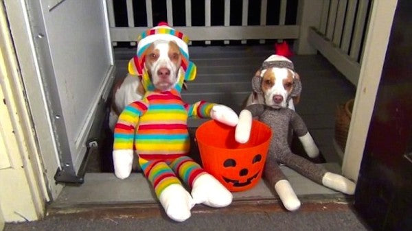 Video: These Trick-Or-Treaters Beagles Are Gorgeous!