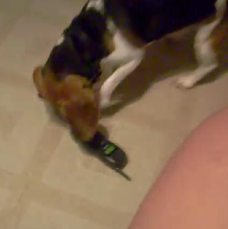 Hilarious Beagle Is Hunting And Trying To Eat A Phone!