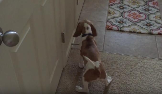 This Funny Little Beagle Puppy Really Hates The Doorstop!