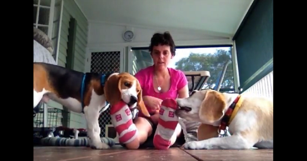 These Beagles Are Professional Sock Removal Specialists!