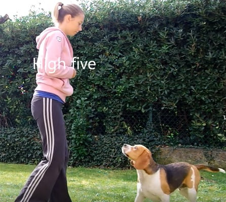 Super Smart Beagle Shows Off A TON of Dog Tricks!