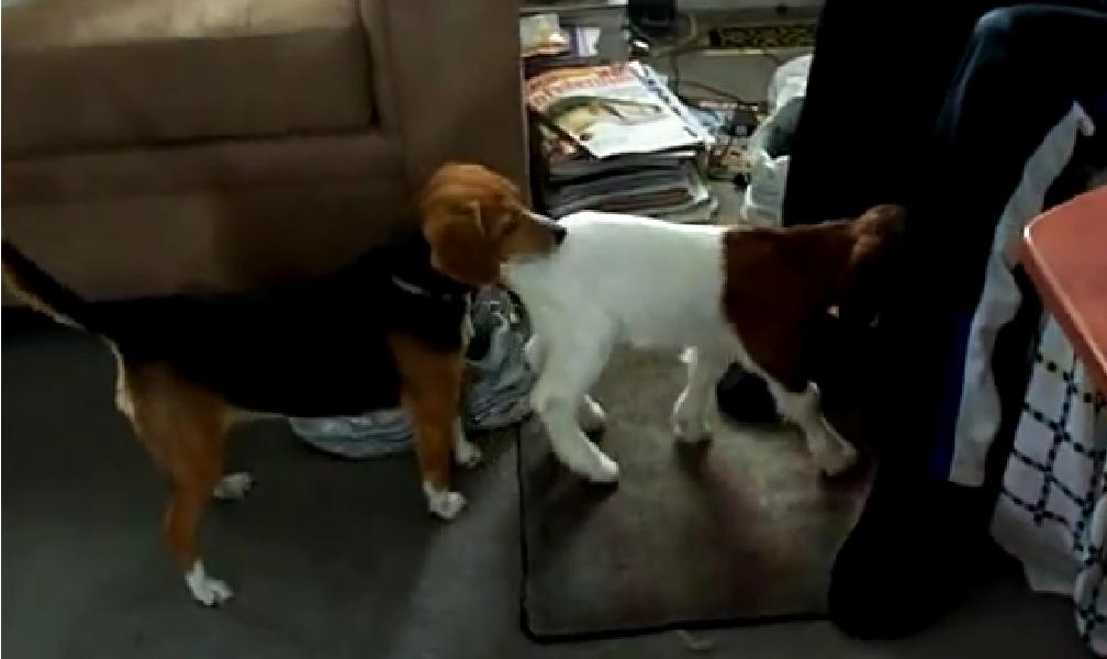 This Beagle Is Having The Most Compulsive Reaction To His New Baby Goat Buddy!