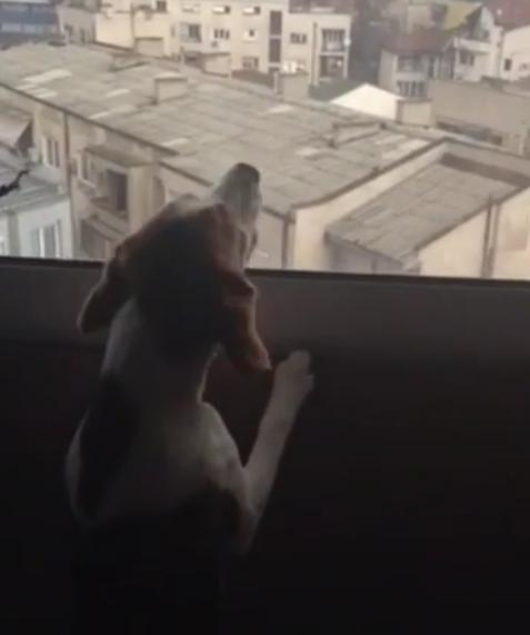 This Beagle Howling At The World Will Make You Smile :)