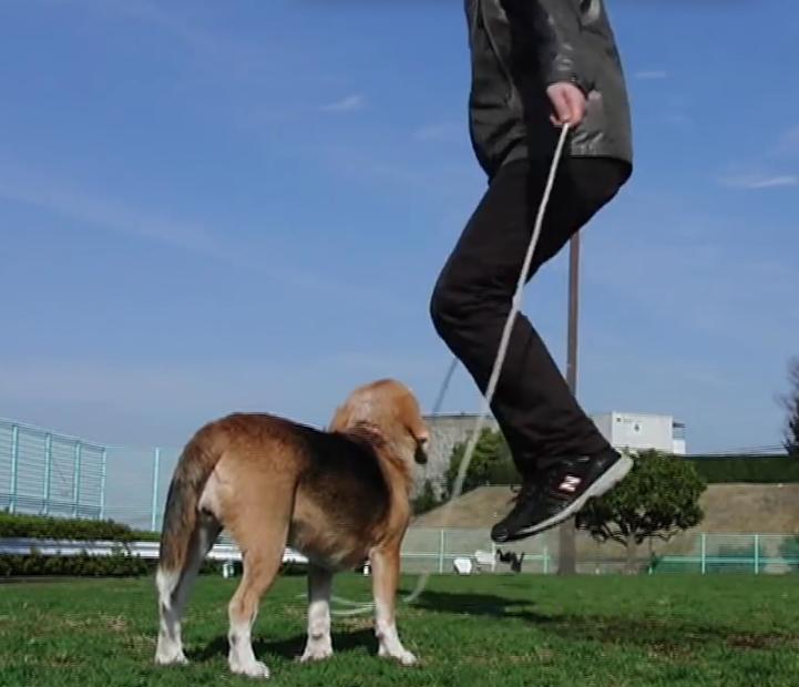 This Beagle Is The Coolest Dog In The World! Just Wait Until You See WHY!