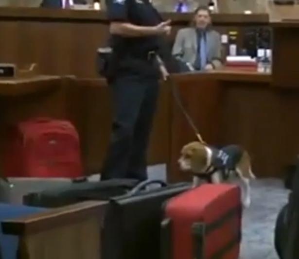 Rocket The Beagle Is Able To Find Illegal Items From Sniffing!