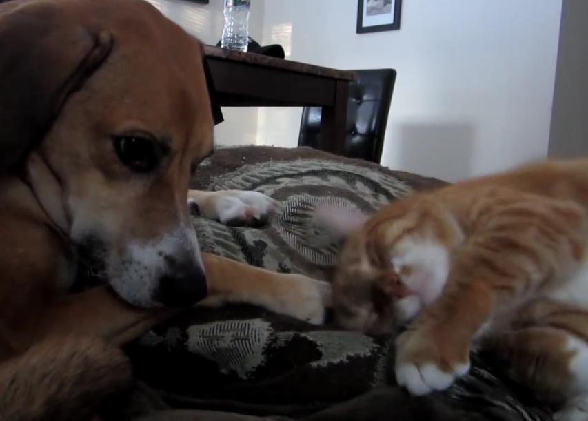 Awesome Cat Pets Himself With Beagle’s Paw!