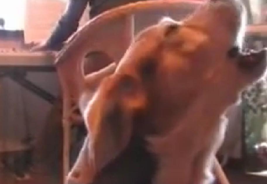 Who Would Know That Beagles Love Classic Music? Watch This Video To See How A Beagle Reacts When His Dad Started Playing The Piano!