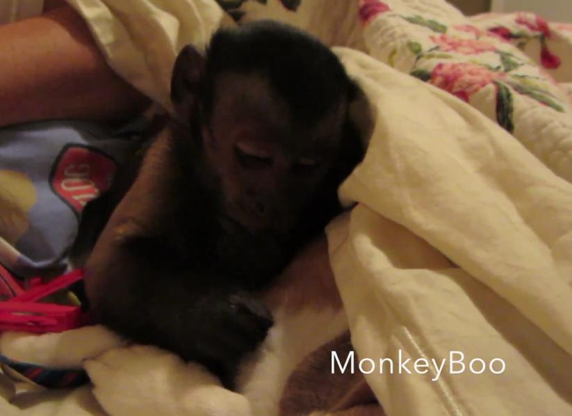 Awww! Adorable Beagle And Monkey Are Cuddling Before Bed!