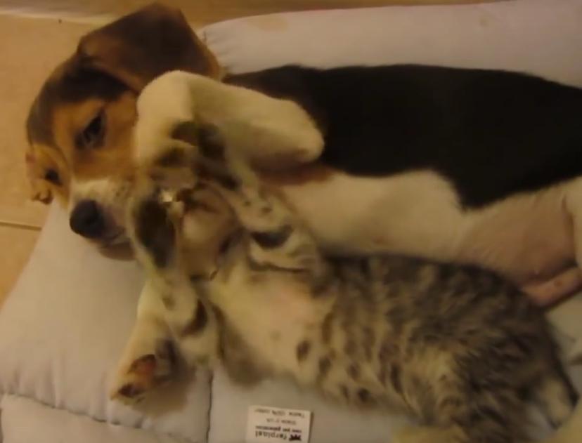 Beagle Puppy And Kitten Cuddling Together Is The Cutest Video You’re Going To See Today!