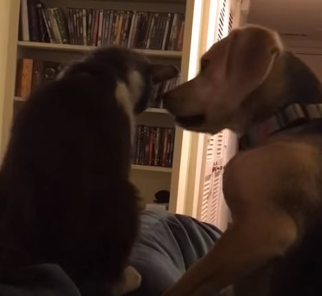 This Adorable Beagle Is Trying To Win Over The New Cat!