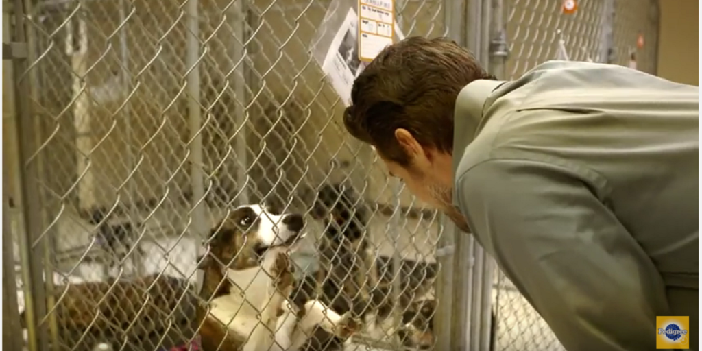 Famous Actor Josh Duhamel Helps Rescue Beagle In Shelter!