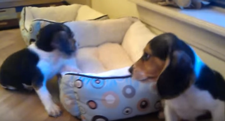 These Adorable Beagle Puppies Will MAKE Your Day!