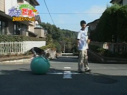 If You Never Saw A Beagle Walking On A Ball Before, This Is Your Chance!