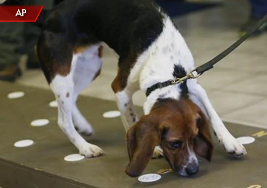 The Beagle With The Most Bizarre Talent Ever! He Sniffs Out Bear Pregnancies After Special Training??