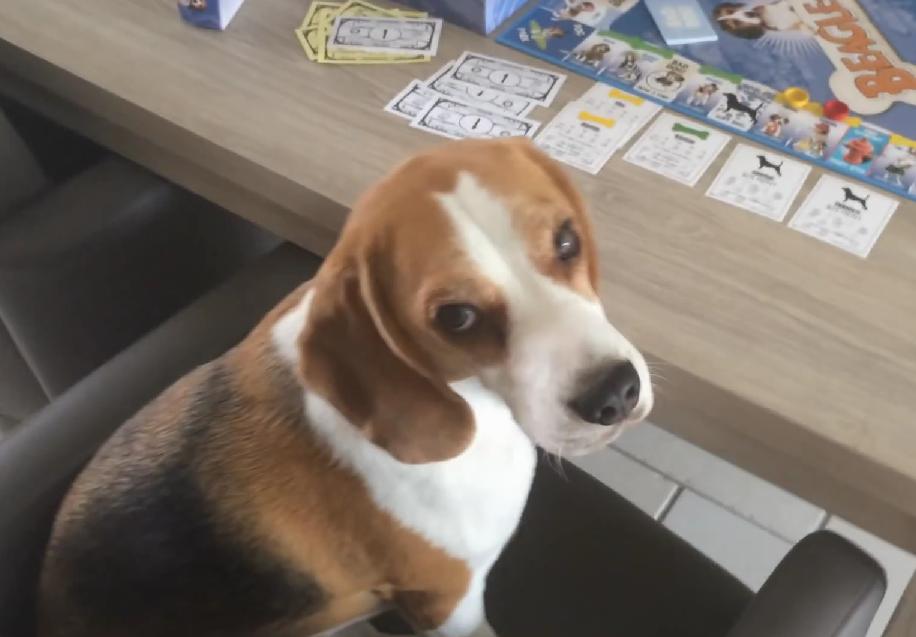 This Cute Beagle Cheats When Playing Board Game!