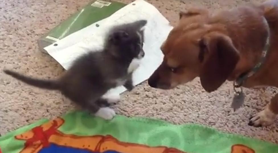 This Beagle Mix Is Bonding With His Adorable Kitten Friend!