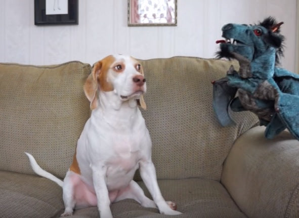 Beagle Dogs Maymo & Penny Are Surrounded By A Dragon!