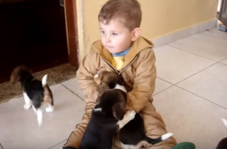 This Little Boy Is Surrounded By A Group Of Beagle Puppies, And He LOVES It!