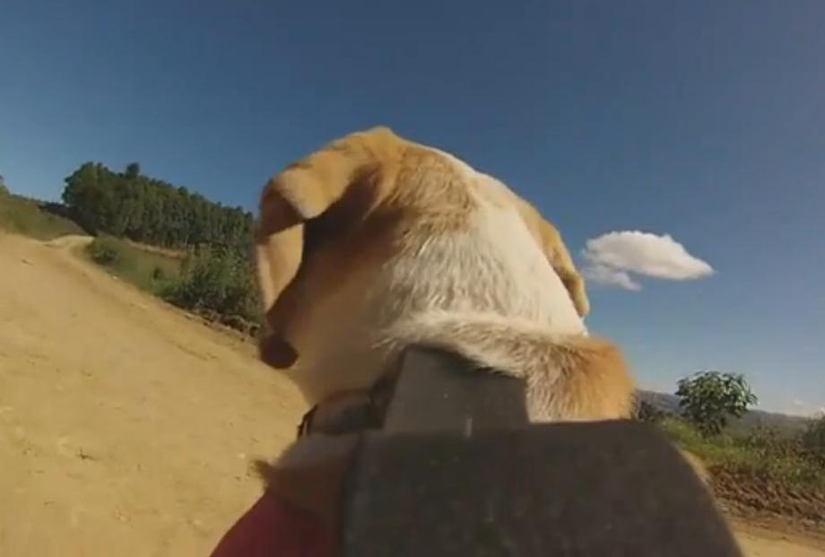 Beagle Wearing A GoPro Goes Hunting, And The Video Results Are Surprising!