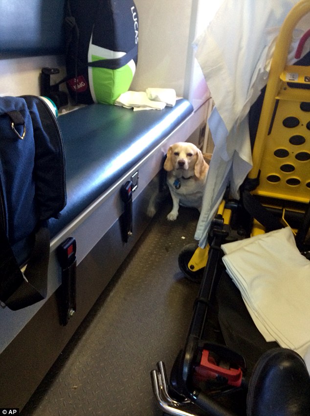 Beagle Jumps On The Back Of An Ambulance To Ride With His 85-Year-Old Human!