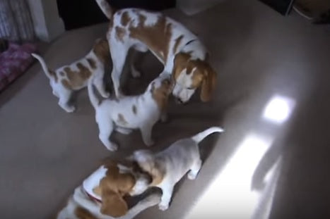 Cute Little Beagle Puppies Meet Their Dad For The First Time!