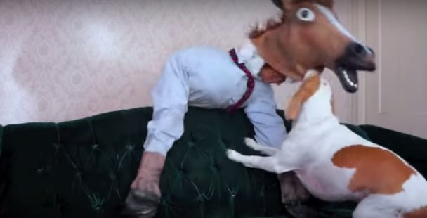 Funny Video: Beagle VS Zombie Horse!